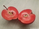 sadzonki -  Jabłoń Niedźwieckiego DRIES Malus ‪niedzwetzkyana C3/70-80cm *K6