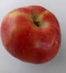 rośliny ozdobne - Jabłoń Niedźwieckiego PENDRAGON Jabłko cedrowe Malus ‪niedzwetzkyana C3/80-100cm *K6