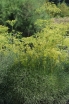 rośliny ogrodowe -  Gorysz lekarski Peucedanum officinale /P9 *K7