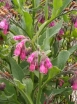 rośliny ogrodowe -  Żywokost ROMANIAN RED Symphytum /P9 *K7