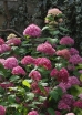 rośliny ogrodowe - Hortensja krzewiasta Bella Anna z serii Endless Summer Hydrangea arborescens /C4