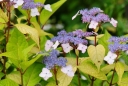 sklep ogrodniczy -  Hortensja piłkowana Golden Sunlight PBR (Hydrangea serrata) /C2