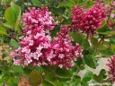 rośliny ogrodowe -  Lilak Juliana GEORGE EASTMAN Syringa juliana C2/40-60cm *K15