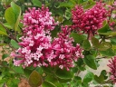 rośliny ozdobne  Lilak Juliana GEORGE EASTMAN Syringa juliana C2/40-60cm *K15