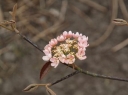 sklep ogrodniczy -  Kalina furcatum PINK PARASOL Viburnum furcatum C2/20-30cm *