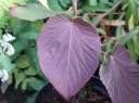 rośliny ogrodowe - Kalina furcatum PINK PARASOL Viburnum furcatum C2/20-30cm *