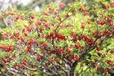 sadzonki - Enkiant dzwonkowaty MIYAMA-BENI Enkianthus campanulatus /C2