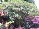 rośliny ozdobne - Enkiant dzwonkowaty MIYAMA-BENI Enkianthus campanulatus /C2
