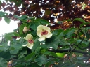 rośliny ozdobne -  Magnolia wieseneri CHARM & FRAGRANCE C5/1,4m *K8
