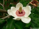 sklep ogrodniczy - Magnolia wieseneri CHARM & FRAGRANCE C5/1,4m *K8