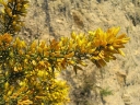 sadzonki -  Kolcolist MIZEN HEAD Ulex galli /C2