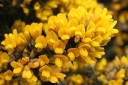 sklep ogrodniczy - Kolcolist MIZEN HEAD Ulex galli /C2