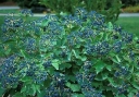 sklep ogrodniczy -  Kalina ząbkowana CHICAGO LUSTRE 'Synnestvedt'® Viburnum dentatum C2/30cm *K20