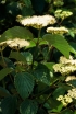 rośliny ozdobne - Kalina ząbkowana CHICAGO LUSTRE 'Synnestvedt'® Viburnum dentatum C2/30cm *K20