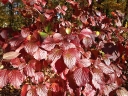 rośliny ogrodowe - Kalina ząbkowana CHICAGO LUSTRE 'Synnestvedt'® Viburnum dentatum C2/30cm *K20
