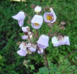 rośliny ogrodowe -  Jovellana punctata /C2