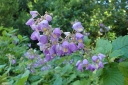 sadzonki - Jovellana punctata /C2