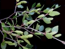 rośliny ogrodowe  Brzoza niska in.B.bagienna Betula pumila C2/60-80cm *K10