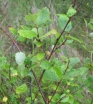 rośliny ogrodowe - Brzoza niska in.B.bagienna Betula pumila C2/60-80cm *K10