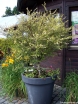 sklep ogrodniczy - Brzoza niska in.B.bagienna Betula pumila C2/60-80cm *K10