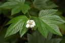 rośliny ogrodowe -  Rubus trifidus /C4