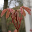 sadzonki -  Kasztanowiec CHOCOLATE AUTUMN Aesculus C3/80-100cm