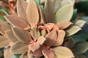 sadzonki - Rhododendron bureavii x pachysanthum RUSTY DANE /C5