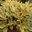 sadzonki - Rhododendron bureavii x pachysanthum RUSTY DANE /C5