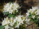 rośliny ogrodowe - Rhododendron atlanticum SNOW BIRD C5/40-50cm *