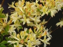 sadzonki -  Rhododendron austrinum Azalia dzika /C5