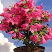 sklep ogrodniczy -  Rhododendron callimorphum /C5