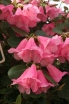 rośliny ogrodowe - Rhododendron callimorphum /C5