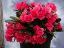 rośliny ozdobne - Rhododendron forrestii TOPSI /C5