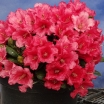 rośliny ogrodowe - Rhododendron forrestii TOPSI /C5