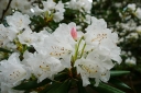 sklep ogrodniczy -  Rhododendron hyperythrum Różanecznik rurkowaty /C4