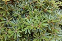 rośliny ozdobne - Rhododendron hyperythrum Różanecznik rurkowaty /C4