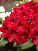 sklep ogrodniczy -  Rhododendron EDITH HACHMANN® Różanecznik wielkokwiatowy /C7,5