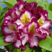 rośliny ozdobne -  Rhododendron PUSHY PURPLE® HAPPYdendron® Różanecznik /C7,5 *K21