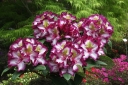 rośliny ogrodowe - Rhododendron PUSHY PURPLE® HAPPYdendron® Różanecznik /C7,5 *K21