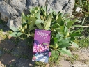 rośliny ogrodowe - Rhododendron PUSHY PURPLE® HAPPYdendron® Różanecznik /C7,5 *K21