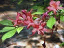 rośliny ozdobne -  Rhododendron prunifolium Azalia śliwolistna /C5