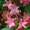 rośliny ozdobne - Rhododendron prunifolium Azalia śliwolistna /C5