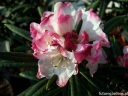 rośliny ogrodowe -  Rhododendron roxieanum BLEWBURY Tybetańska azalia C5/30cm *K10