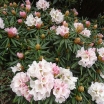 sklep ogrodniczy - Rhododendron roxieanum BLEWBURY Tybetańska azalia C5/30cm *K10