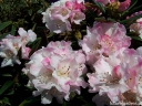 rośliny ozdobne - Rhododendron roxieanum BLEWBURY Tybetańska azalia C5/30cm *K10