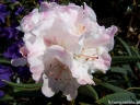 sklep ogrodniczy - Rhododendron roxieanum BLEWBURY Tybetańska azalia C5/30cm *K10