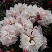 sadzonki - Rhododendron roxieanum BLEWBURY Tybetańska azalia C5/30cm *K10