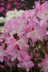 rośliny ozdobne -  Rhododendron schlippenbachii Różanecznik Schlippenbacha zw. Azalia królewska /C5