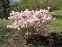 rośliny ozdobne - Rhododendron schlippenbachii Różanecznik Schlippenbacha zw. Azalia królewska /C5