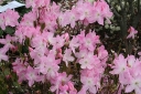 rośliny ozdobne - Rhododendron schlippenbachii Różanecznik Schlippenbacha zw. Azalia królewska /C5